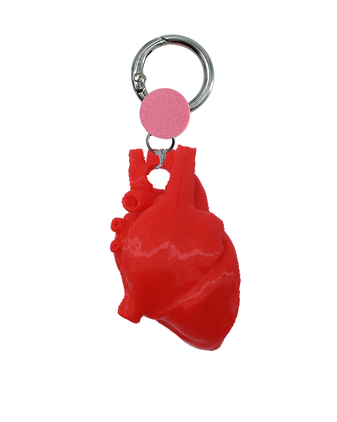 Holding Anatomical heart