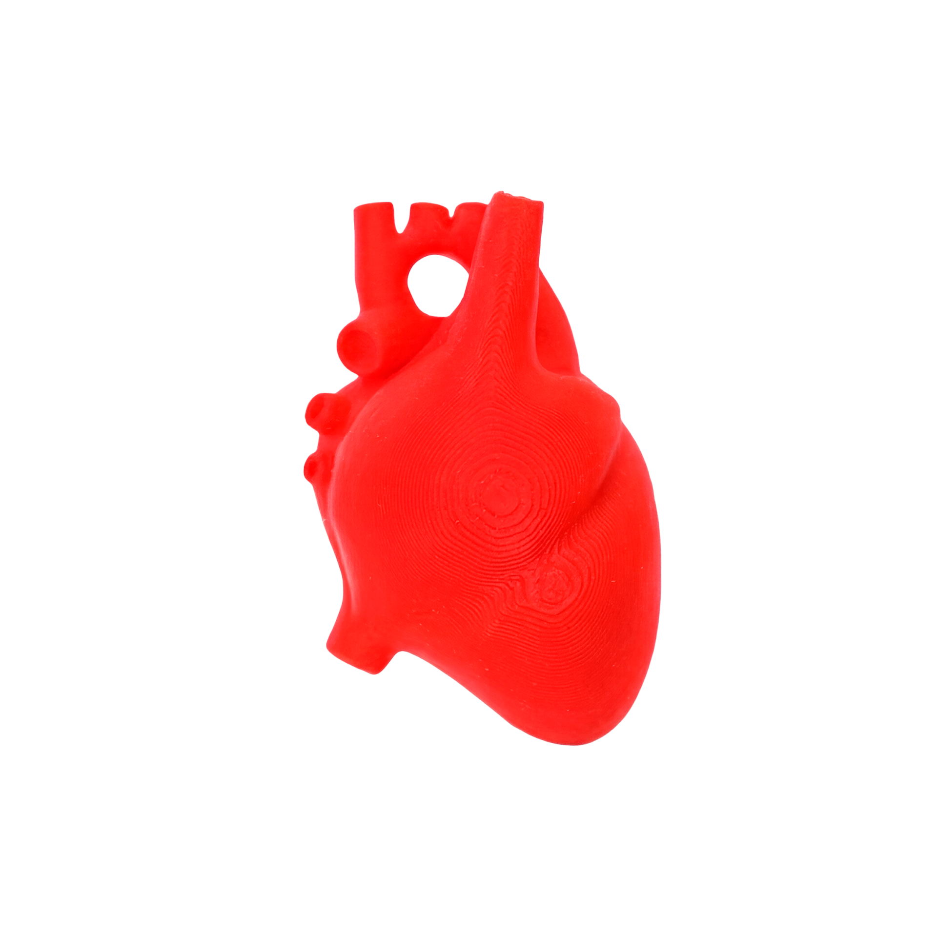 Holding Anatomical heart