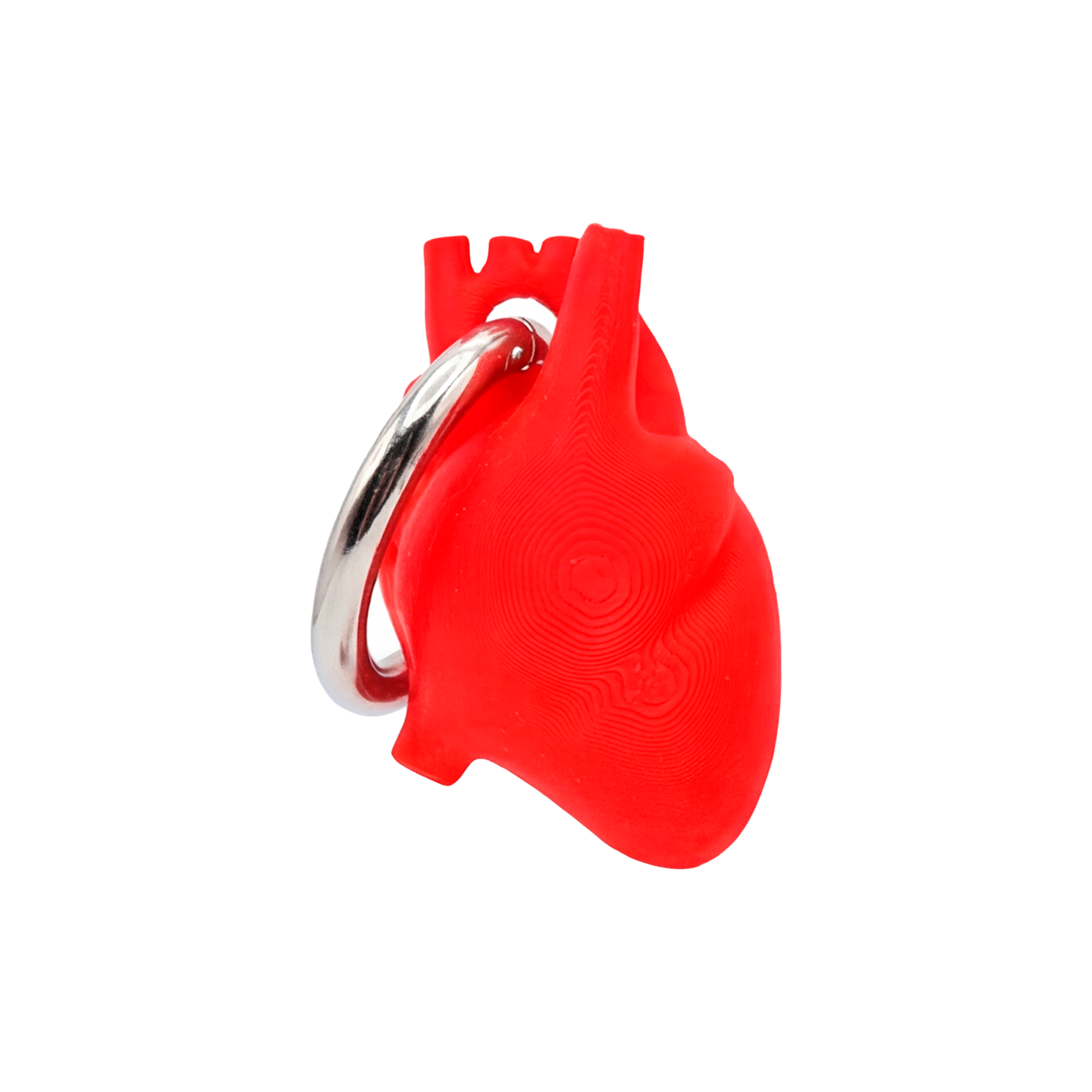 Holding Anatomical heart