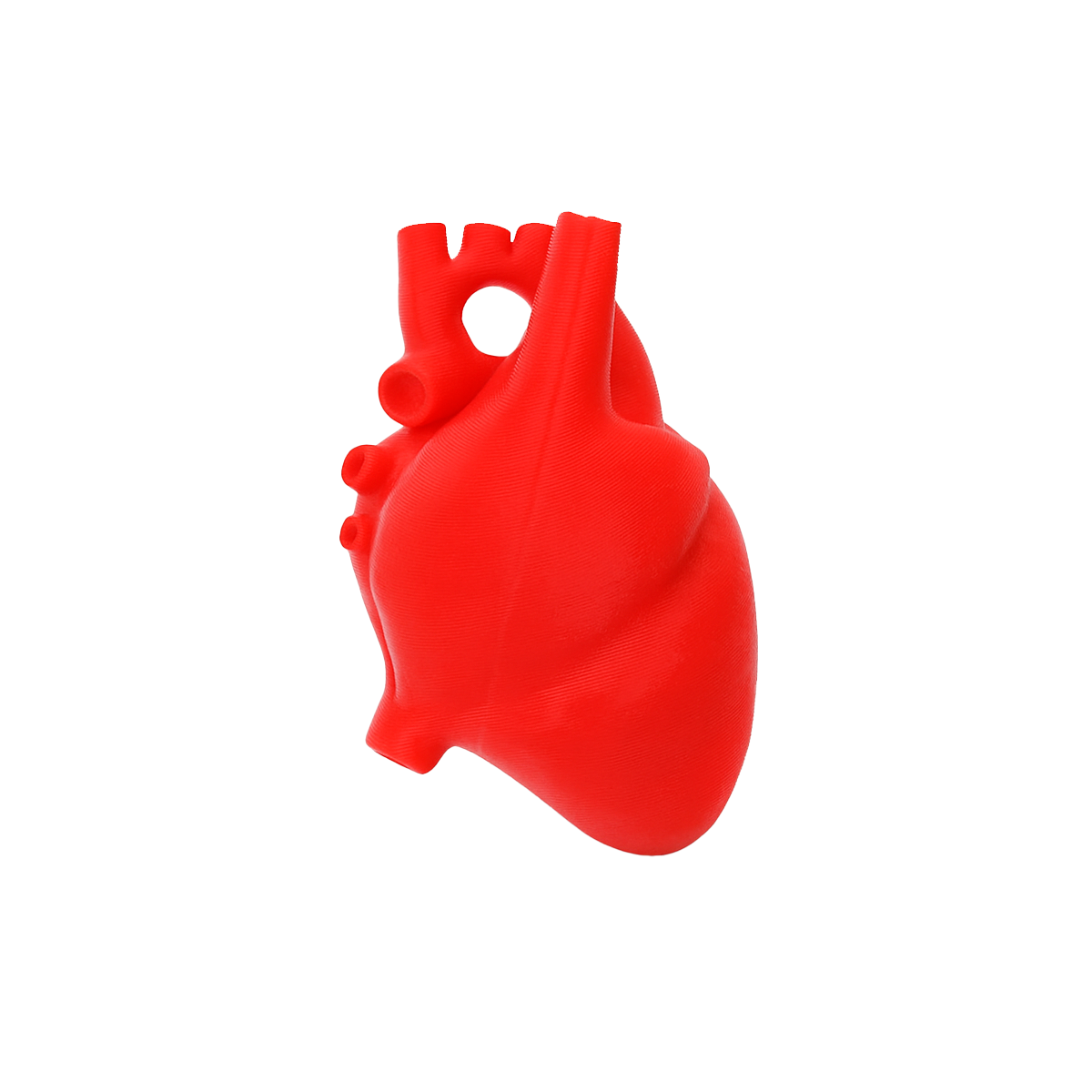 Holding Anatomical heart