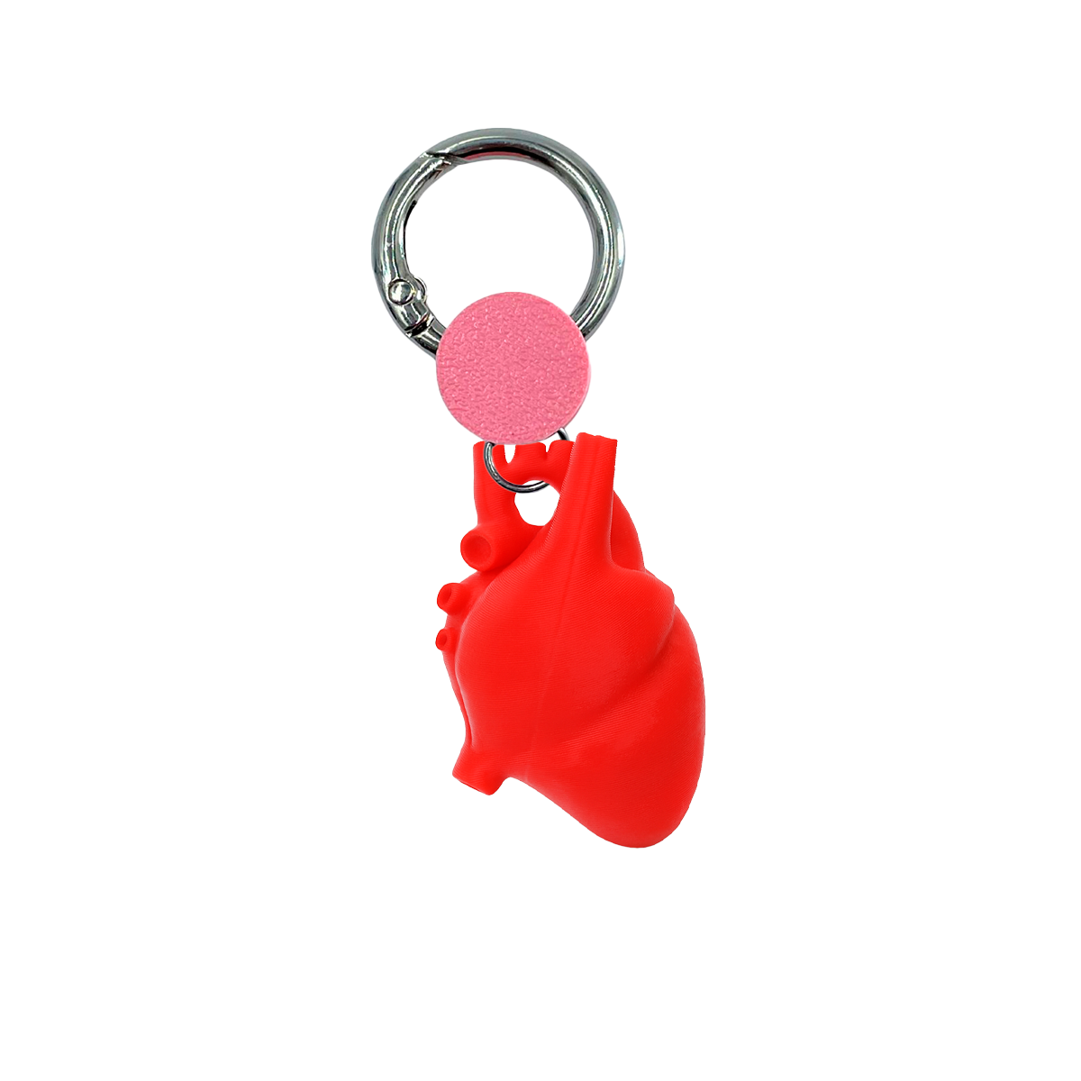 Holding Anatomical heart